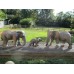 Детеныш Африканского слона