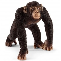 Шимпанзе, самец